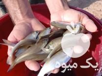 فروش مستقیم بچه ماهی کپور طلایی آمور فیتوفاک و  در تهران در گروه ماهی کپور - ماهیان معمولی علف خوار پرورشی خرید و فروش در یکمیوه -عکس1