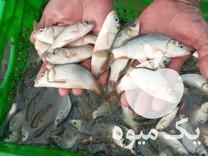 فروش بهترین بچه ماهی کپور آمور فیتوفاک و  ارسال در تبریز در گروه ماهی کپور - ماهیان معمولی علف خوار پرورشی خرید و فروش در یکمیوه -عکس1