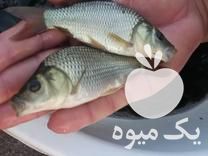 فروش و پخش بچه ماهی کپور آمور فیتوفاک بیگهد وغذای ماهی در شوش در گروه ماهی کپور - ماهیان معمولی علف خوار پرورشی خرید و فروش در یکمیوه -عکس1