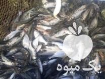 فروش بهترین بچه ماهی شمال ارسال تمام ایران در بهمن در گروه ماهی کپور - ماهیان معمولی علف خوار پرورشی خرید و فروش در یکمیوه -عکس1