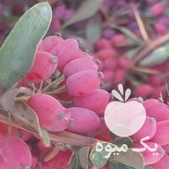 فروش زرشک تازه قاینات در مشهد در گروه خرید فروش عمده ازگیل و تمشک و زرشک - ژاپنی فروش مستقیم در یکمیوه -عکس1