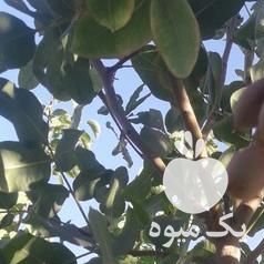 فروش پسته خندان در رفسنجان در گروه پسته - کوهی شامی خام اکبری تازه کله قوچی در یکمیوه -عکس1