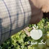 فروش انگور عمده در همدان در گروه خرید فروش عمده انگور - یاقوتی شانی عسگری بی دانه قرمز در یکمیوه