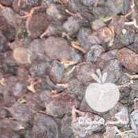 فروش کشمش افتابی در قزوین در گروه آجیل - فروش عمده محصولات در یکمیوه