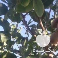 فروش پسته خندان در رفسنجان در گروه پسته - کوهی شامی خام اکبری تازه کله قوچی در یکمیوه