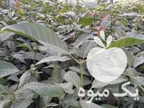 فروش نهال انبه پاکستانی در یاسوج در گروه خرید فروش نهال - انواع گردو پسته بادام سلطانی انگور در یکمیوه -عکس1