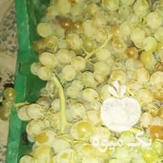 فروش انگور کشمش بی دانه در همدان در گروه خرید فروش عمده انگور - یاقوتی شانی عسگری بی دانه قرمز در یکمیوه -عکس1