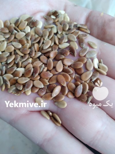 آگهی مشابه هندوانه ابوجهل در بستک در گروه سایر محصولات صیفی بدون واسطه و مستقیم در یکمیوه