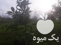 فروش نهال مرکبات در قائم شهر در گروه خرید فروش نهال - انواع گردو پسته بادام سلطانی انگور در یکمیوه -عکس1