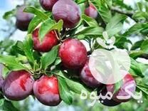 فروش انواع نهال وارداتی و پرمحصول در تهران در گروه خرید فروش نهال - انواع گردو پسته بادام سلطانی انگور در یکمیوه -عکس1