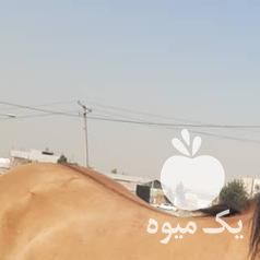 فروش کره اسب ماده در تهران در گروه اسب و الاغ خر و فروش قاطر- ترکمن عربی سفید نر و ماده در یکمیوه -عکس1
