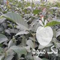 فروش نهال انبه پاکستانی در یاسوج در گروه خرید فروش نهال - انواع گردو پسته بادام سلطانی انگور در یکمیوه