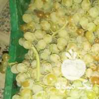 فروش انگور کشمش بی دانه در همدان در گروه خرید فروش عمده انگور - یاقوتی شانی عسگری بی دانه قرمز در یکمیوه