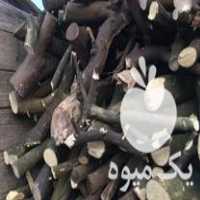فروش چوب پرتقال و نارنج در تهران در گروه خرید فروش عمده چوب- زغال چوب گردو تبریزی خام در یکمیوه