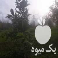 فروش نهال مرکبات در قائم شهر در گروه خرید فروش نهال - انواع گردو پسته بادام سلطانی انگور در یکمیوه