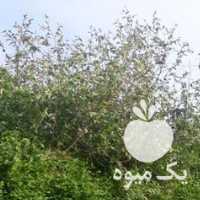 فروش اسب مادیون اصیل عرب خالص ایرانی در تهران در گروه اسب و الاغ خر و فروش قاطر- ترکمن عربی سفید نر و ماده در یکمیوه