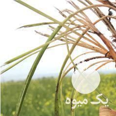 فروش پیاز  ،  گل و نگین زعفران در تهران در گروه خرید فروش عمده زعفران - قائنات قیمت خراسان بهرامن گرم در یکمیوه -عکس1