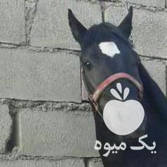 فروش کره اسب بارنگ عشق در تهران در گروه اسب و الاغ خر و فروش قاطر- ترکمن عربی سفید نر و ماده در یکمیوه -عکس1