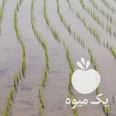 فروش برنج هاشمی دست کاشت خودم امسال 1400 در رشت در گروه خرید فروش عمده برنج - نیم دانه عنبر بو هاشمی کاظمی هندی پاکستانی در یکمیوه -عکس1