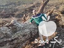 فروش تنه گردو مغز سیاه کردستان در تهران در گروه گردو - کاغذی سنگی سوزنی خوشه ای توسرکان در یکمیوه -عکس1