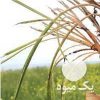 فروش پیاز  ،  گل و نگین زعفران در تهران در گروه خرید فروش عمده زعفران - قائنات قیمت خراسان بهرامن گرم در یکمیوه