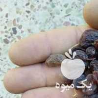 آگهی مشابه فروش کشمش آفتابی و مویز فخری شیرین در همدان در گروه آجیل - فروش عمده محصولات در یکمیوه