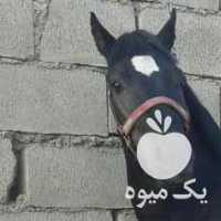 فروش کره اسب بارنگ عشق در تهران در گروه اسب و الاغ خر و فروش قاطر- ترکمن عربی سفید نر و ماده در یکمیوه