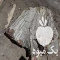 فروش تنه درخت گردو ضخامت بالای 70 سانت در اسلامشهر