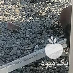 فروش یک خروس و یک مرغ خشگل و زینتی در تهران در گروه مرغ و خروس و بوقلمون و اردک قو قاز در یکمیوه -عکس1