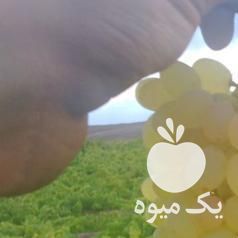 فروش انگور عسگری در قزوین در گروه خرید فروش عمده انگور - یاقوتی شانی عسگری بی دانه قرمز در یکمیوه -عکس1