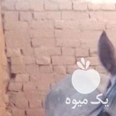 فروش کره اسب مادیان بالغ در تهران در گروه اسب و الاغ خر و فروش قاطر- ترکمن عربی سفید نر و ماده در یکمیوه -عکس1