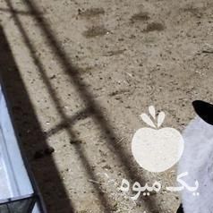 فروش گوسفند رومانف وارداتی در تهران در گروه گاو و گوسفند و میش و بز کهره گوساله سمینتال در یکمیوه -عکس1