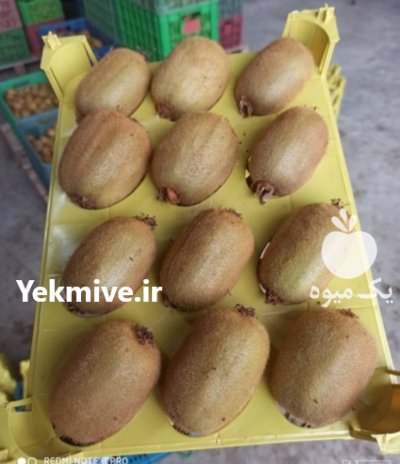 میوه کیوی در سایز هایه ریزو درشت و مطابق نیاز مشتری در هشتپر در گروه خرید فروش عمده کیوی - صادراتی مازندران تنکابن تالش در یکمیوه -عکس2