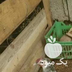 فروش مرغ و خروس مینیاتوری سبرایت اصل پولک منظم مولد در تهران در گروه مرغ و خروس و بوقلمون و اردک قو قاز در یکمیوه -عکس1
