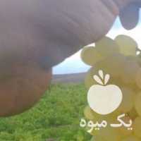 فروش انگور عسگری در قزوین در گروه خرید فروش عمده انگور - یاقوتی شانی عسگری بی دانه قرمز در یکمیوه