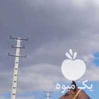 فروش اسب ترکمن زیبا و آرام در تهران در گروه اسب و الاغ خر و فروش قاطر- ترکمن عربی سفید نر و ماده در یکمیوه