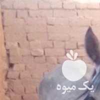 فروش کره اسب مادیان بالغ در تهران در گروه اسب و الاغ خر و فروش قاطر- ترکمن عربی سفید نر و ماده در یکمیوه