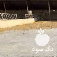 فروش اسب ترکمن در کرج در گروه اسب و الاغ خر و فروش قاطر- ترکمن عربی سفید نر و ماده در یکمیوه