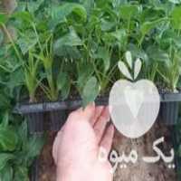 فروش فیلندرون زانادو یا برگ انجیری مینیاتور در آمل در گروه خرید فروش نشا - انواع گوجه برنج کاهو پیاز کاری فرنگی در یکمیوه