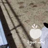 فروش گوسفند رومانف وارداتی در تهران در گروه گاو و گوسفند و میش و بز کهره گوساله سمینتال در یکمیوه