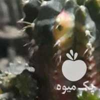 فروش کاکتوس افوربیا تریگونا در اصفهان در گروه خرید فروش عمده گیاهان زینتی - گرمسیری آپارتمانی باغچه آب در یکمیوه