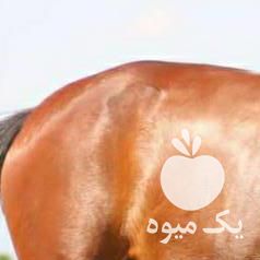 فروش اسب عرب کرد در تهران در گروه اسب و الاغ خر و فروش قاطر- ترکمن عربی سفید نر و ماده در یکمیوه -عکس1