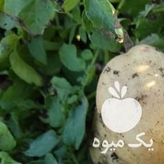 فروش سیب زمینی سانتا در کرمانشاه در گروه خرید فروش عمده سیب زمینی - زودرس دیررس آگریا اسپریت اردبیل همدان در یکمیوه -عکس1