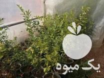 فروش انواع نهال سیاه درخت و مرکبات از تولید به مصرف در شیراز در گروه خرید فروش نهال - انواع گردو پسته بادام سلطانی انگور در یکمیوه -عکس1