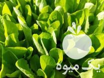 فروش نهال کاهو در دلند در گروه خرید فروش عمده کاهو - رسمی پیچ سالادی فرانسوی چینی قرمز در یکمیوه -عکس1