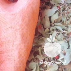 فروش برگ زرشک در بیرجند در گروه خرید فروش عمده ازگیل و تمشک و زرشک - ژاپنی فروش مستقیم در یکمیوه -عکس1