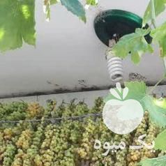 فروش کشمش سایه خشک و آفتاب خشک در قزوین در گروه آجیل - فروش عمده محصولات در یکمیوه -عکس1