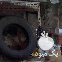 فروش شش عدد مرغ و خروس سرحال در تهران در گروه مرغ و خروس و بوقلمون و اردک قو قاز در یکمیوه