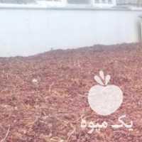 فروش کشمش افتابی در شیراز در گروه آجیل - فروش عمده محصولات در یکمیوه