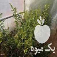 فروش انواع نهال سیاه درخت و مرکبات از تولید به مصرف در شیراز در گروه خرید فروش نهال - انواع گردو پسته بادام سلطانی انگور در یکمیوه